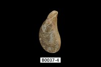 藏品(白孔雀蛤(隆起隔貽貝) )的圖片